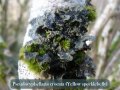SNHG Survey to Ballachuan - Fungal Foray