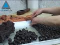 Los musulmanes de todo el mundo celebran la fiesta de Id Al Adha o de los Sacrificios.  En esta fecha se recuerda la voluntad de Abraham de sacrificar a su hijo Isaac como un acto de obediencia a Dios.  Infolive.tv recorrió el mercado abierto de Jerusalén Este para conocer más sobre esta fiesta y dialogar con musulmanes que cuentan cómo se preparan para celebrarla.07/12/08