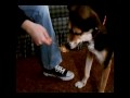 Dog eating peanut butter