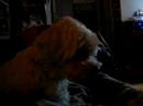 Benji