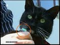 Smaka-Katze mit Kamera auf Sat1