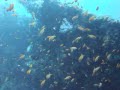 20091016 Dive Paradise Island 0001