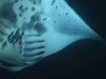Swimming