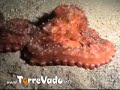Immersione Notturna nel Salento