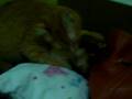 videos de Mi piojola bella y lizzie baluga