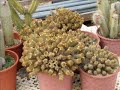 Cheste 2007 : Cactus Checa Cheste 2007 : Cactus Checa
