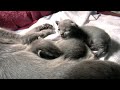 Kitten Odyssey 2 - Korat Cat Kitten Odyssey 2 - Korat Cat