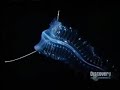 Killer Whale Attack and Footage of Deep Sea Fishes