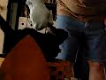 Lucky Gets Brushed