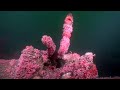 Diving Cape Charles Wreck (raw video) Diving Cape Charles Wreck (raw video)