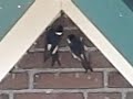 House Martins, delichon urbica, flirting around nest House Martins, delichon urbica, flirting around nest