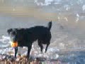 This is Giblet swimming out to get her ball, not quite as brave as her brother but it is Sheerness sea so she is braver than me!!