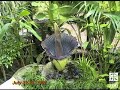 Time-lapse Video of Titan Arum Bloom, July 2007