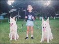 pastor alemão branco   white german shepherd