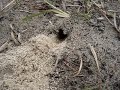 Hymenoptera Hymenoptera