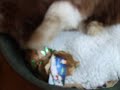 Moses the Bearded collie pup's 1st Christmas !