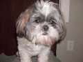 My Dog's photoshoot's!