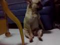French bulldog moving weirdly on the floor