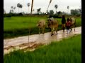 Rice field and cow in Cambodia