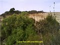 Native Plants at Chollas Creek