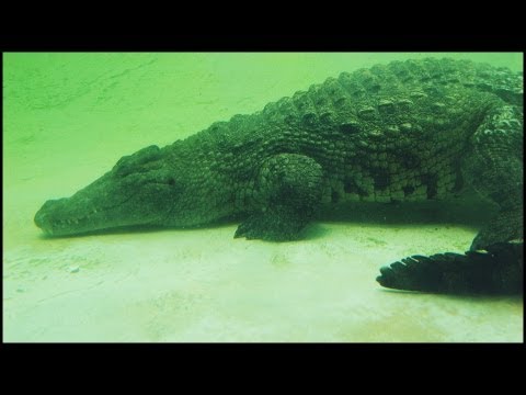 nile crocodile