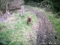 Smiffy goes to the woods