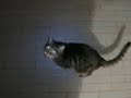 Traut sich Simba? Traut sich Simba?