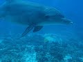 Dophins Hurghada