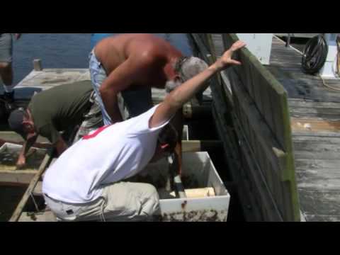 how to harvest quahogs