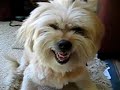 cachorro louco