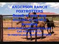 Anderson Ranch Colts