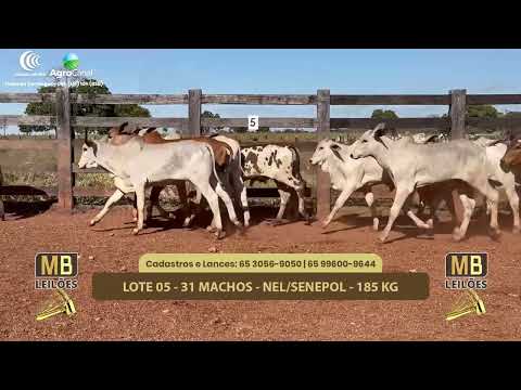 509 LEILO VIRTUAL MB LEILES