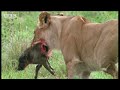 Lion cubs learn a lesson in stalking and hunting - BBC wildlife Lion cubs learn a lesson in stalking and hunting - BBC wildlife