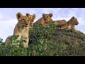 Lion-cubs-learn-a-le