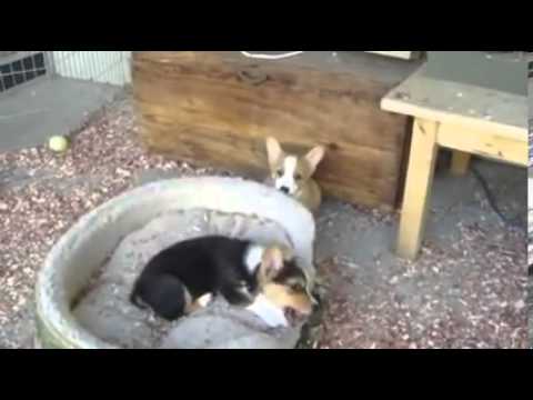 10 week old puppies for sale