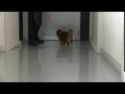 ポメラニアン（小型犬）の股関節脱臼整復手術前後の比較