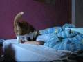 clip video T. Basco Talk Between Me And My Cat