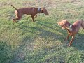 Mom & pup reunite after 5 months