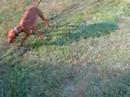 Mom & pup reunite after 5 months