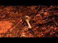 Mollusco in grotta.