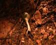 Mollusco in grotta.