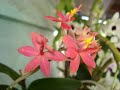 ORQUÍDEAS - JULHO/AGOSTO ORQUÍDEAS - JULHO/AGOSTO