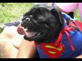 pug