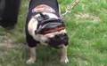 Pug video