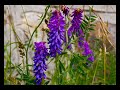 Sinfonia di fiori e colori. Fiorita al piano di Castelluccio Sinfonia di fiori e colori. Fiorita al piano di Castelluccio