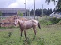 Flame qui cours..