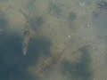 Fishes in Pulau Sekudu, Singapore