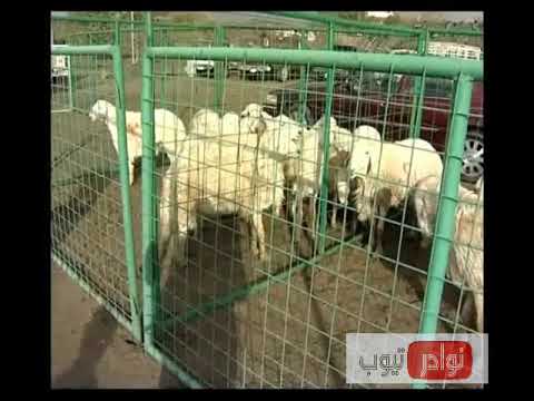 الأغــــنام الحــريّة