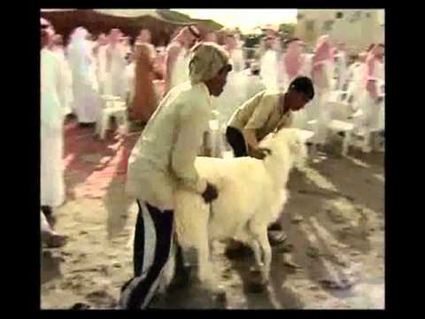 الأغــــنام الحــريّة