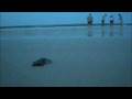 videos de mobile.m4v